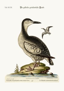 The spotted Greenland Dove